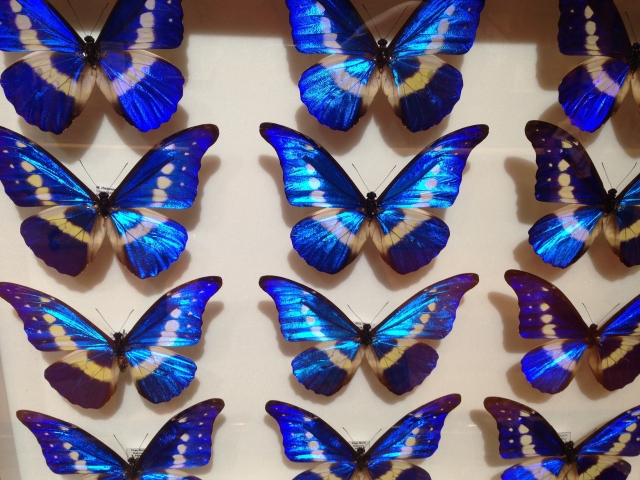 名和昆虫博物館はいむるぶし分室