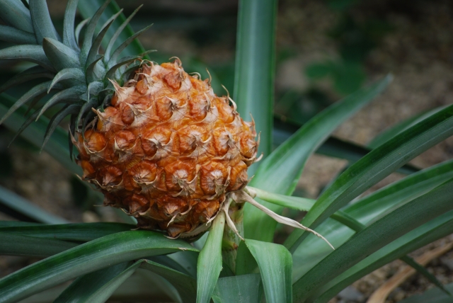 パイナップル